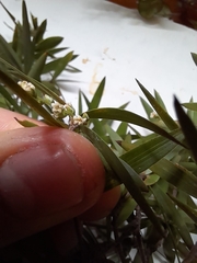 Leucopogon fasciculatus
