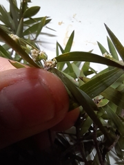 Leucopogon fasciculatus