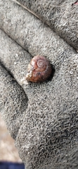 Austrorhytida capillacea