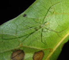 Thwaitesia nigronodosa