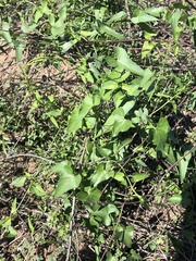 Funastrum cynanchoides