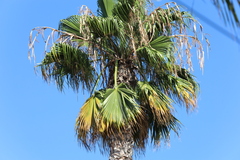 Washingtonia robusta