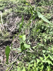 Funastrum cynanchoides