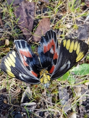 Delias harpalyce
