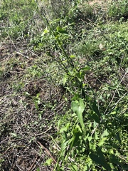 Funastrum cynanchoides