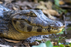 Caiman yacare