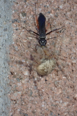 Episyron conterminus