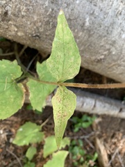 Arnica cordifolia