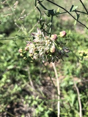 Funastrum cynanchoides