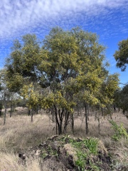 Acacia