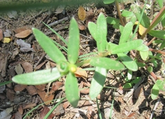 Portulaca umbraticola