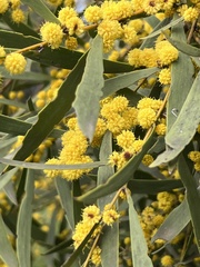 Acacia