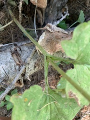 Arnica cordifolia
