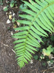 Polystichum munitum