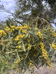Acacia