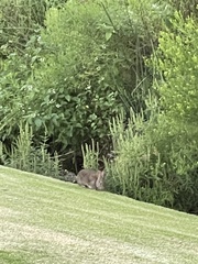Leporidae