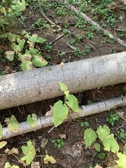 Arnica cordifolia