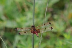 Celithemis elisa