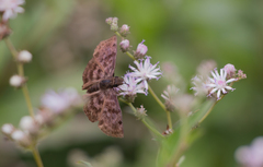 Pellicia arina
