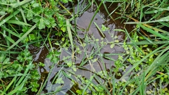 Callitriche stagnalis