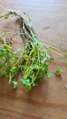 Callitriche stagnalis