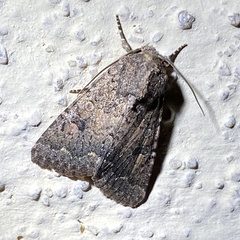 Protorthodes