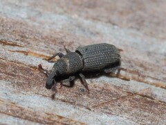 Dryophthorus americanus