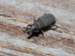 Dryophthorus americanus