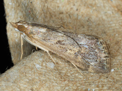 Loxostege allectalis