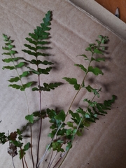 Lindsaea trichomanoides