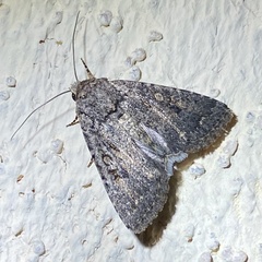 Protorthodes