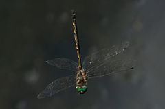 Hemicordulia australiae