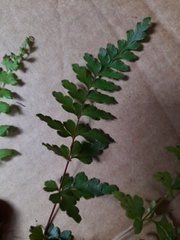 Lindsaea trichomanoides