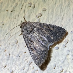 Protorthodes
