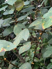 Ficus grossularioides