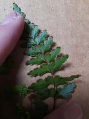 Lindsaea trichomanoides