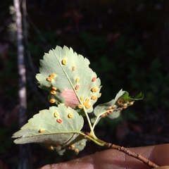 Blaesodiplosis
