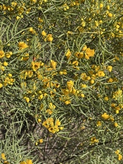 Senna
