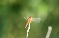 Diplacodes haematodes