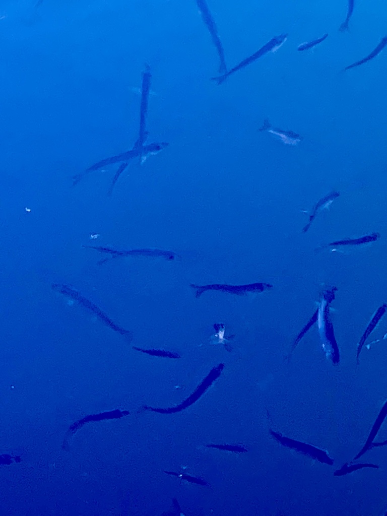 Pacific Herring (Clupea pallasii)