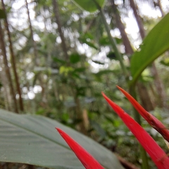 Heliconia psittacorum