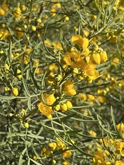 Senna