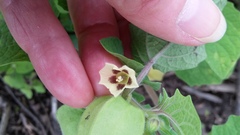 Physalis grisea