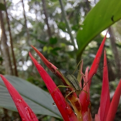 Heliconia psittacorum