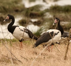 Anseranas semipalmata