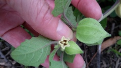 Physalis grisea