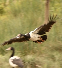Anseranas semipalmata