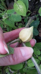 Physalis grisea