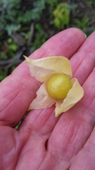 Physalis grisea