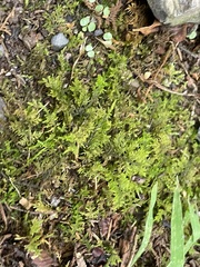 Thuidium delicatulum